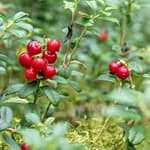 Kizilcik-Serbeti-Firtinasi-RTUK-Karari-ve-Rekor-Reytingler-featured