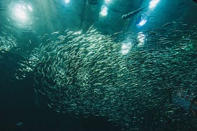 8220Tasacak-Bu-Deniz8221-Sualti-Istanbul8217un-Perde-Arkasi-Goruntuleri-Yayinda-featured