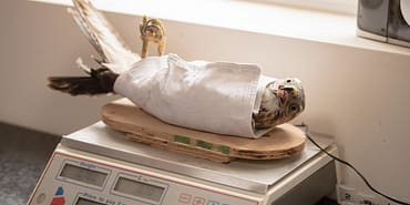 Tottenham8217da-John-Heitinga-Surprizi-Yeni-Donemin-Yardimci-Adayi-featured