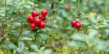 Kizilcik-Serbeti-Firtinasi-RTUK-Karari-ve-Rekor-Reytingler-featured