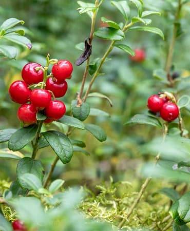 Kizilcik-Serbeti-Firtinasi-RTUK-Karari-ve-Rekor-Reytingler-featured