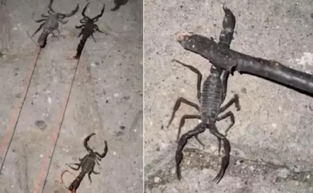 Batman'da akrepler saldırıya geçti! Tek bir ısırıkla hayattan koparıyor... - Resim: 0